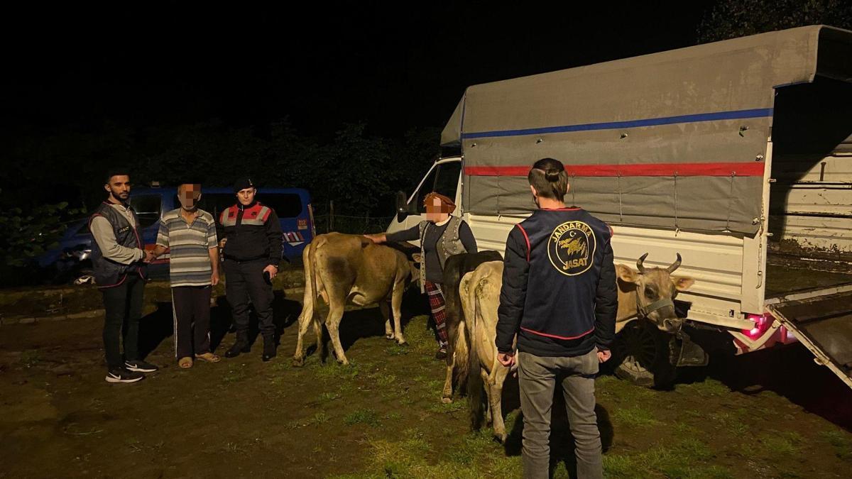 Ordu’da büyükbaş hayvan hırsızlığına 2 tutuklama