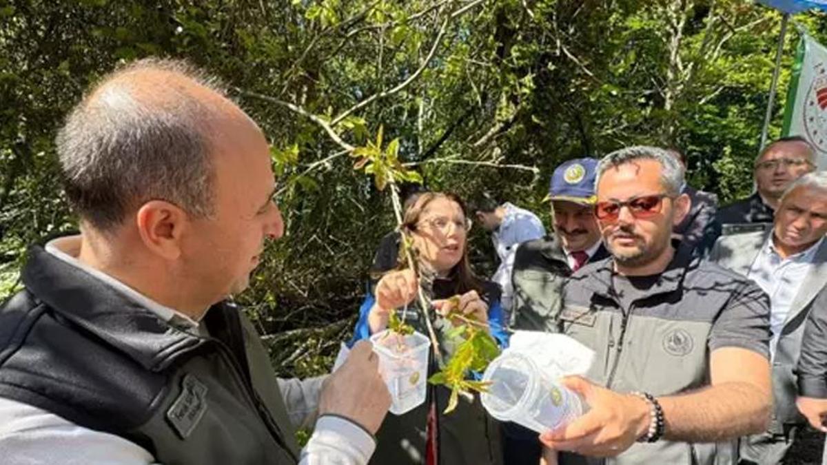 Terminatör böcekler gal arısıyla mücadele için ormana salındı!