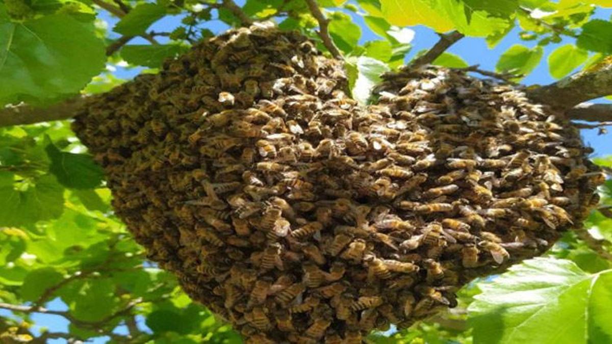 Adana'daki kalp şeklindeki bal peteği görenlerin dikkatini çekti