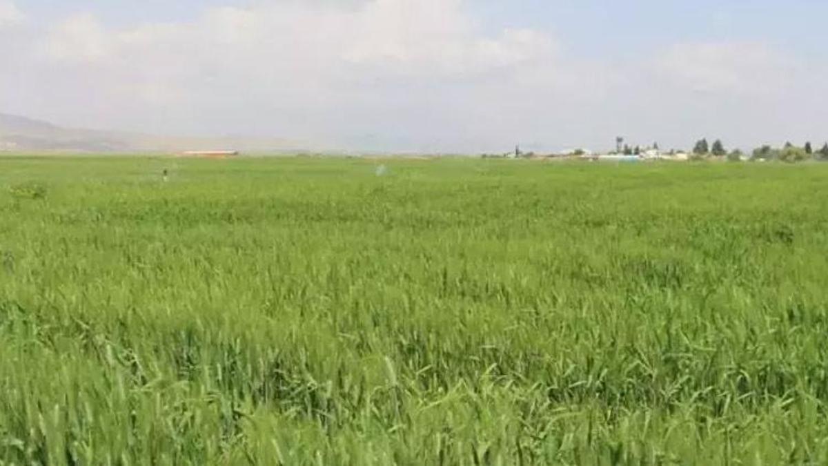 Buğday için geri sayım başladı