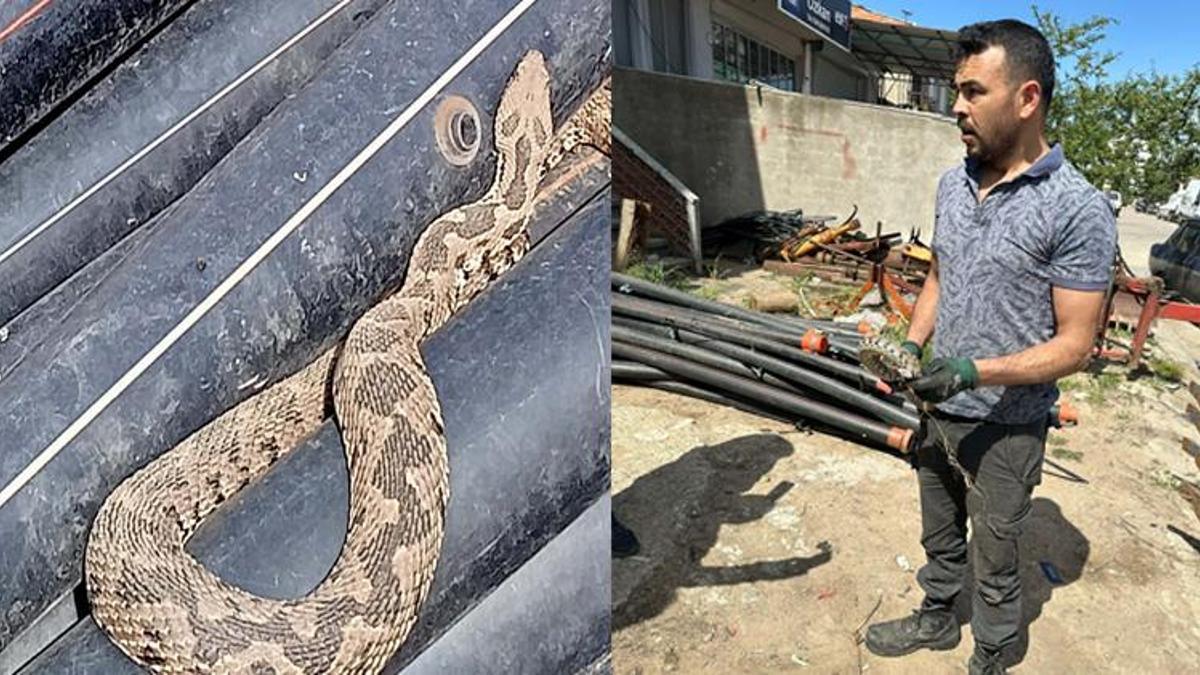 Traktör sanayiye gitti! Su borusundan zehirli engerek yılanı çıktı..