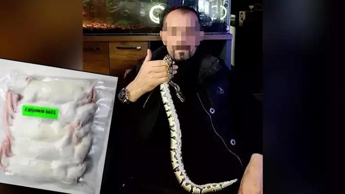 Evinde yasak kraliyet pitonları ele geçirildi! Para cezası kesildi
