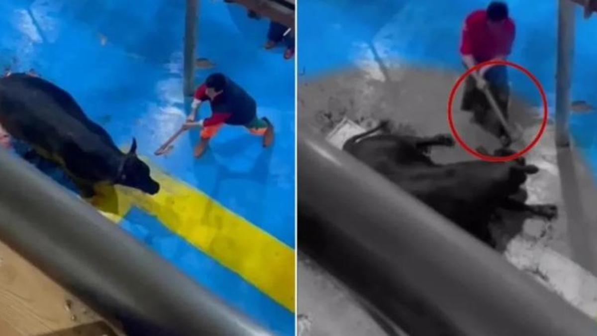 Amasya'da skandal görüntüler! Hayvana işkence, defalarca baltayla vurup bayılttı