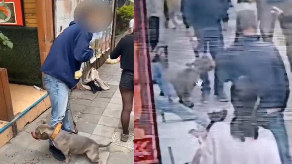 Ağızlıksız gezdirilen Pitbull cinsi köpek dehşet saçtı!
