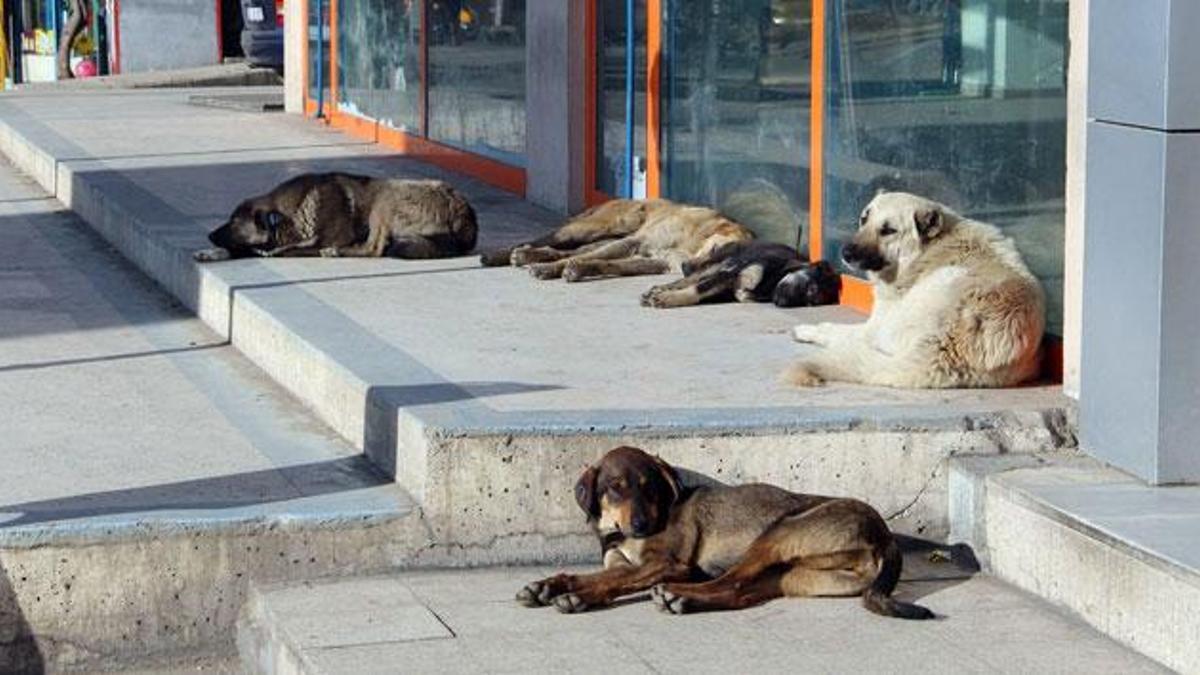 Başıboş köpek düzenlemesinin detayları netleşti