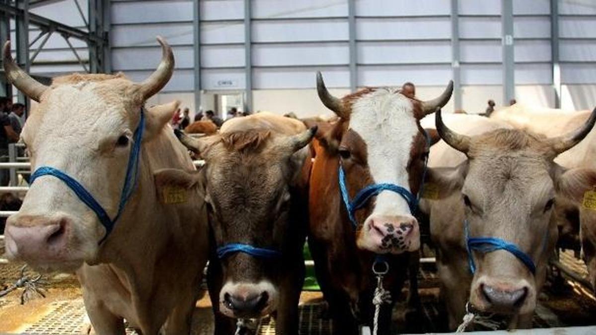 Çukurova'da kurban satış ve kesim yerleri belirlendi