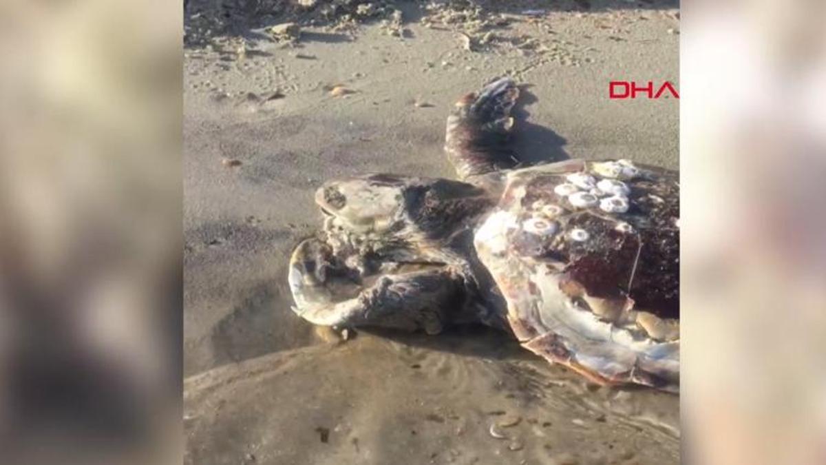 Sahile ölü caretta caretta vurdu!