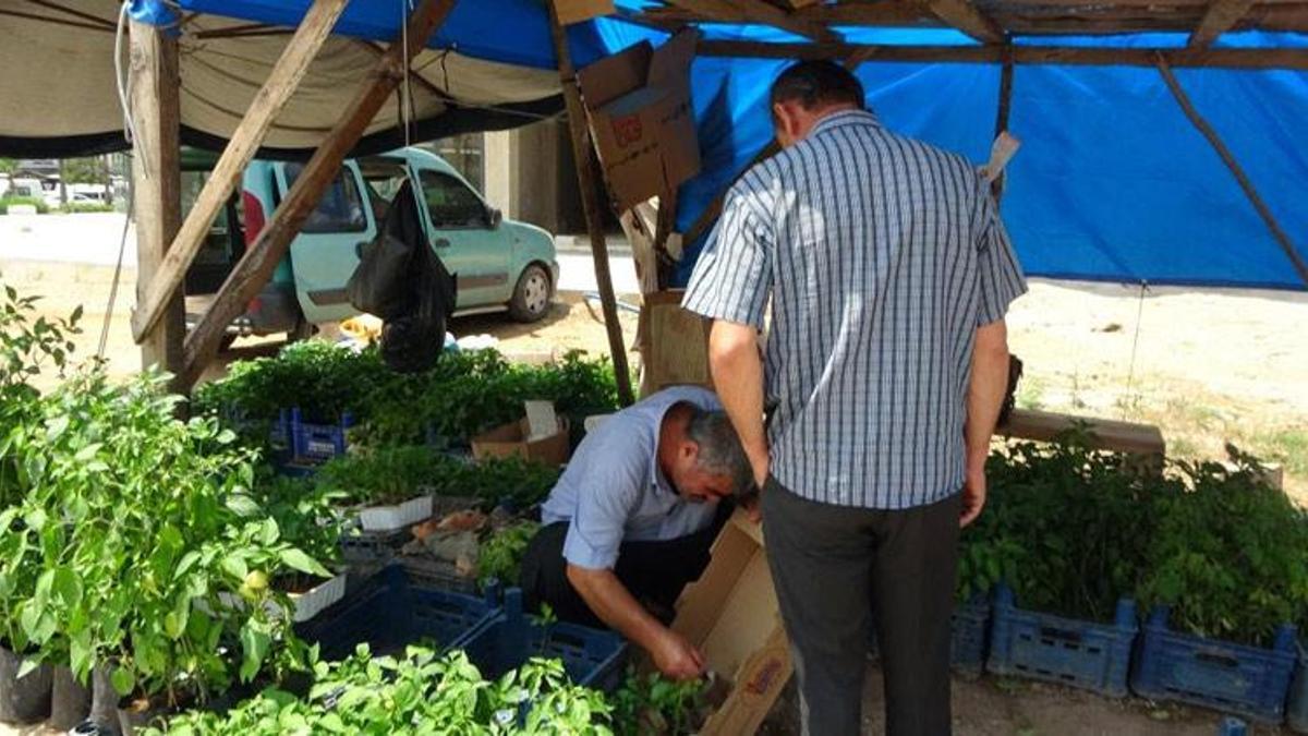 Adana'da ata tohumu ve fidelerine yoğun ilgi! 5 liradan satılıyor