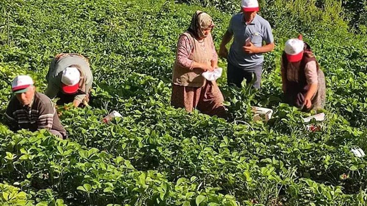 Çilek üreticileri düşen fiyatlara tepki gösterdi! Kilosu 20 liraya düştü