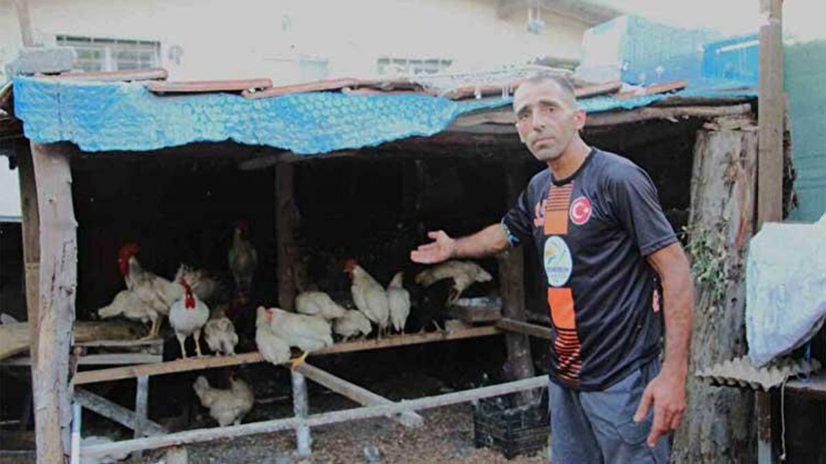 Sokak köpekleri tavuk ve horozları telef etti