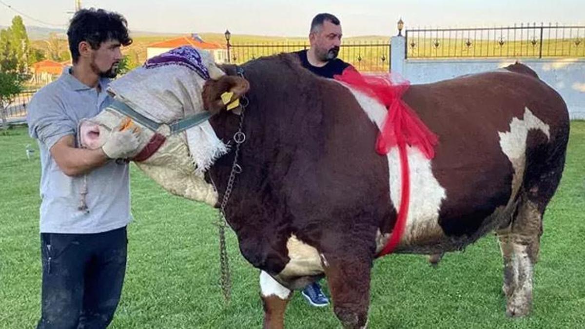 “Şampiyon” isimli boğa 230 bin liradan satışa çıktı! Günlük 18 kilo yem yiyor