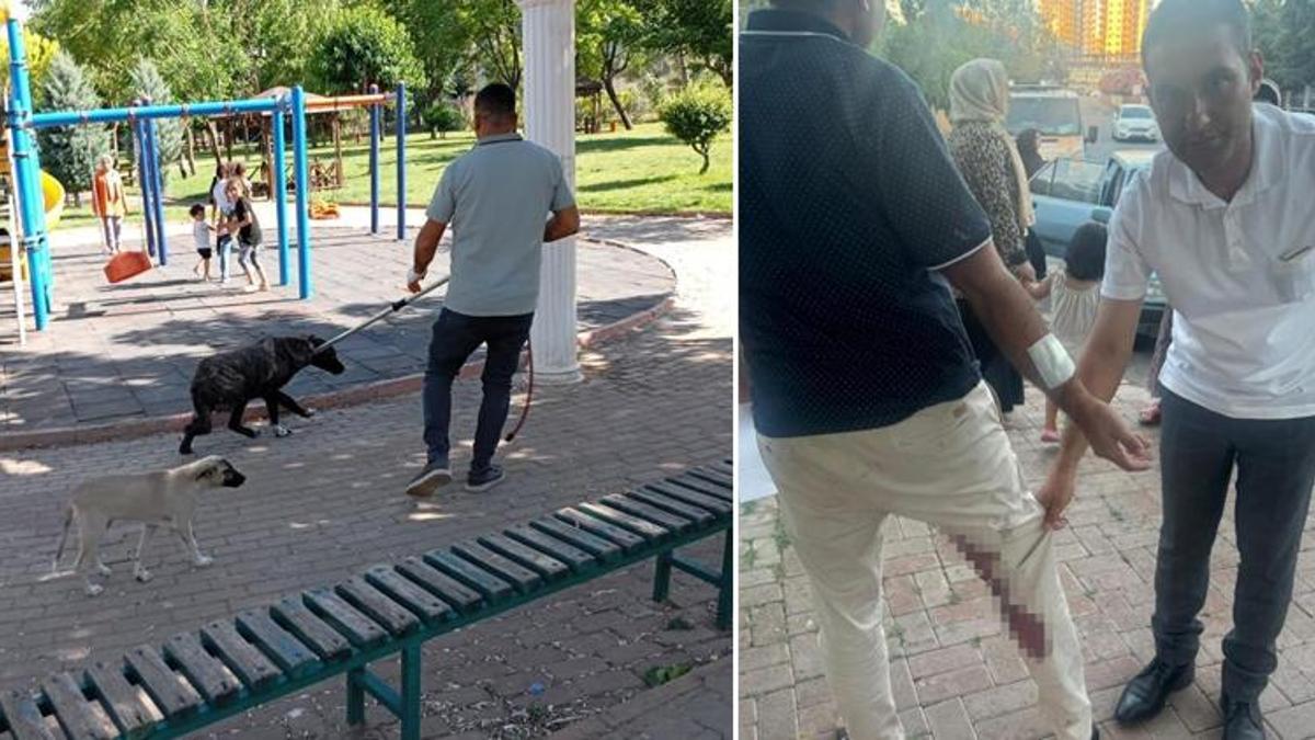 Bir kuduz köpek vakası daha! Yolda yürürken bir anda ısırdı