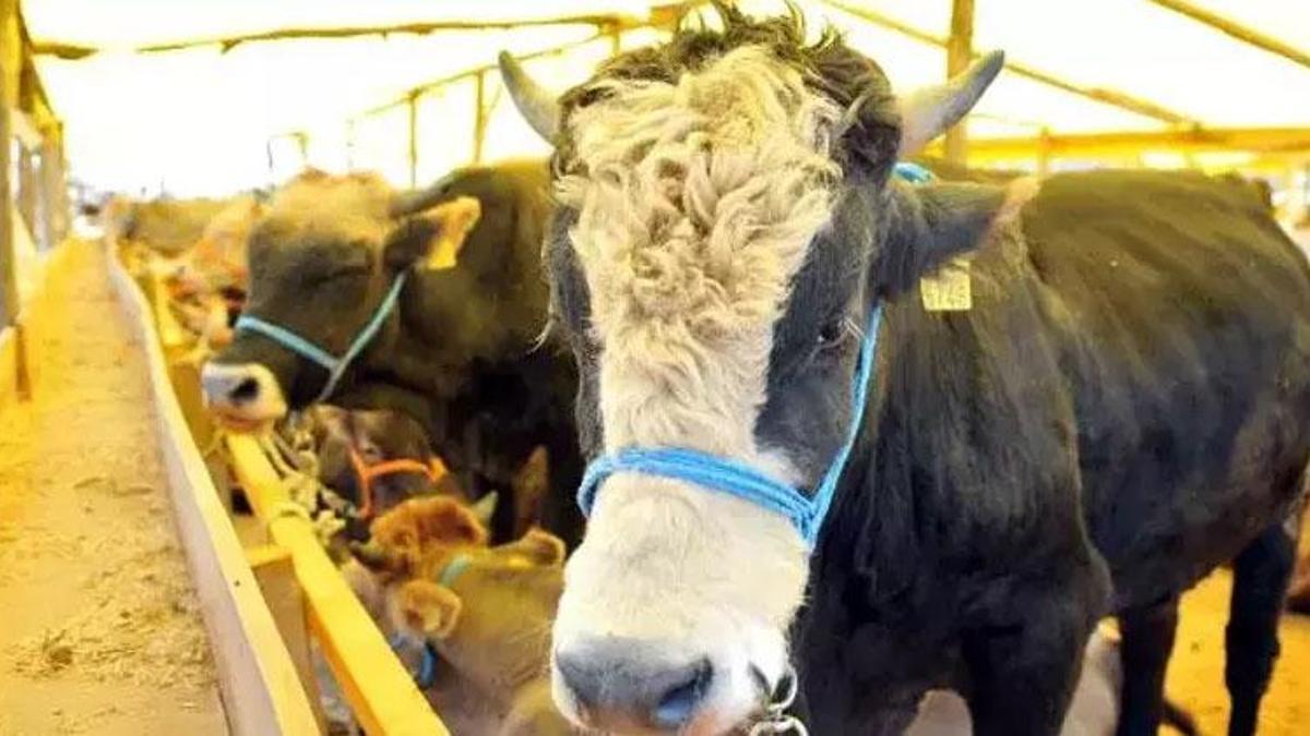 Büyükbaş kurbana kaç kişi ortak olabilir, büyükbaş kurbana 6 kişi girebilir mi? Büyükbaş kurbana kaç hisse (kişi) girilir?