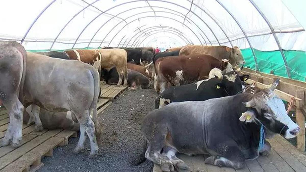 Kurbanda 1 hisseye 2 kişi girebilir mi? Kurban hissesine kaç kişi girebilir, kurbanda bir hisse ikiye bölünür mü, kurbanda bir hisseye iki kişi ortak olabilir mi?