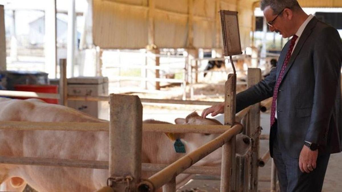 Adana'da 14 bin büyükbaş, 136 bin büyükbaş kurbanlık satışa sunuldu