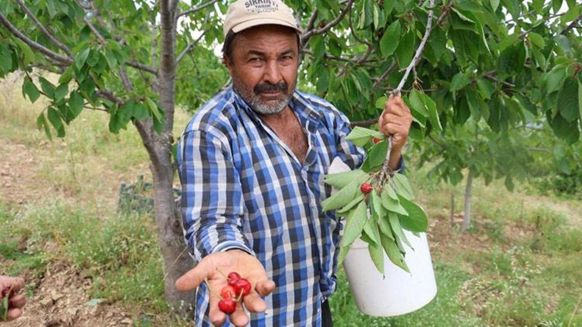 Adana'da kirazı işçi bulamayınca köylüler imece usulü topladı