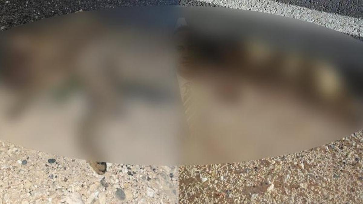 Gaziantep'te nesli tehlike altındaki saz kedisi araç çarpması sonucu telef oldu