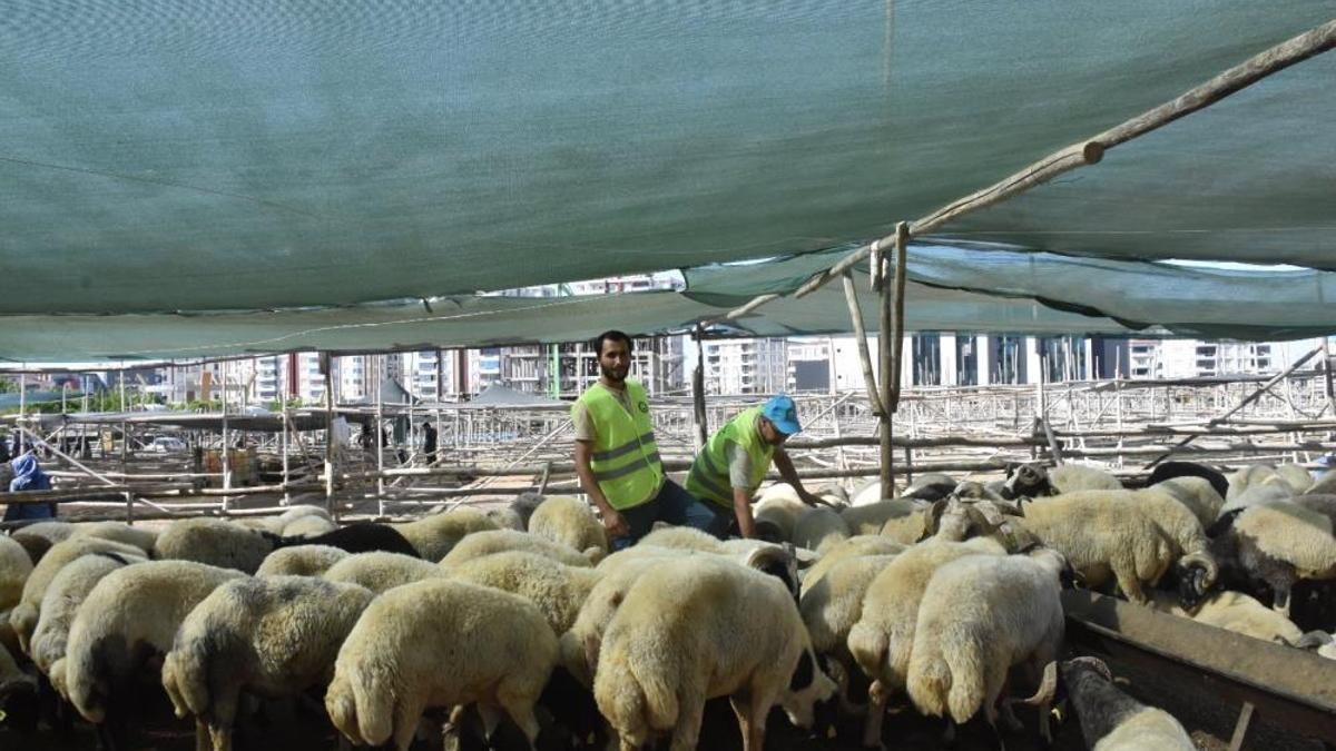 Şahinbey Belediyesinden vatandaşın bütçesini düşünen kurbanlık uygulaması