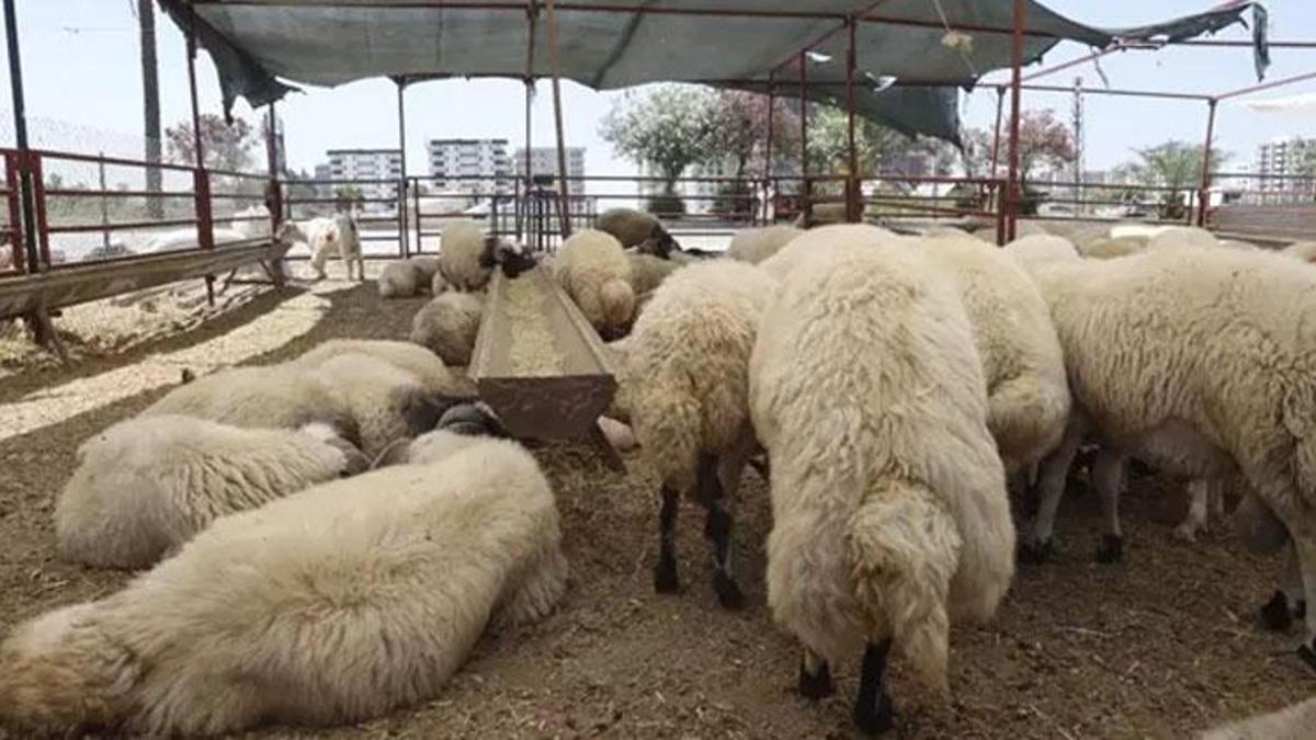 Ölen biri adına kurban kesilir mi (Diyanet)? Kurban kimler adına kesilir, dinimizde kabir kurbanı var mı?