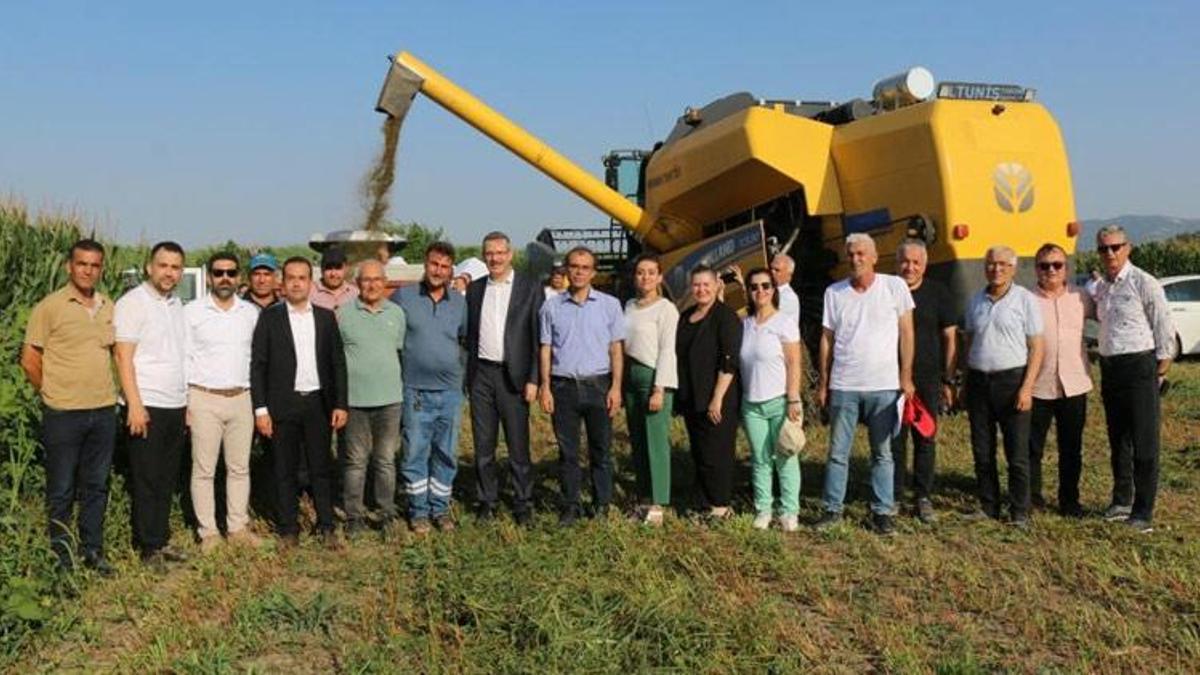 Adana Çukurova'da ilk kez ekilen karabuğdayın hasadı yapıldı