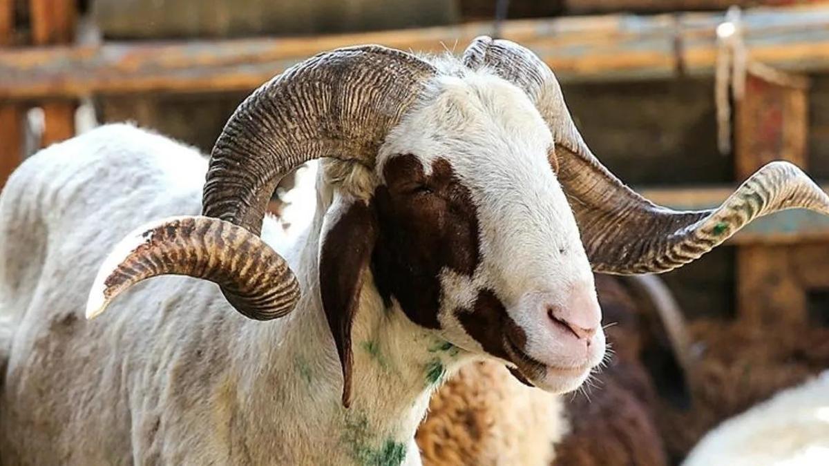 Kurban Bayramı yaklaşıyor! Adana'da kurbanlıkların kilogram ücretleri belli oldu