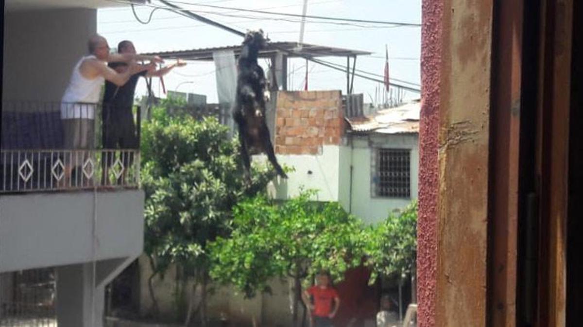 Adana'da damdan atlayan kurbanlık keçi elektrik tellerine takılı kaldı! Vatandaşlar kurtardı