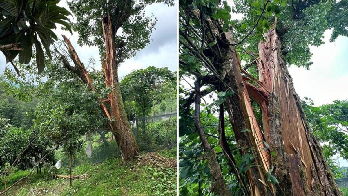 Rize'de inanılmaz görüntü! Yıldırım düştü, ağacı ortadan ikiye böldü