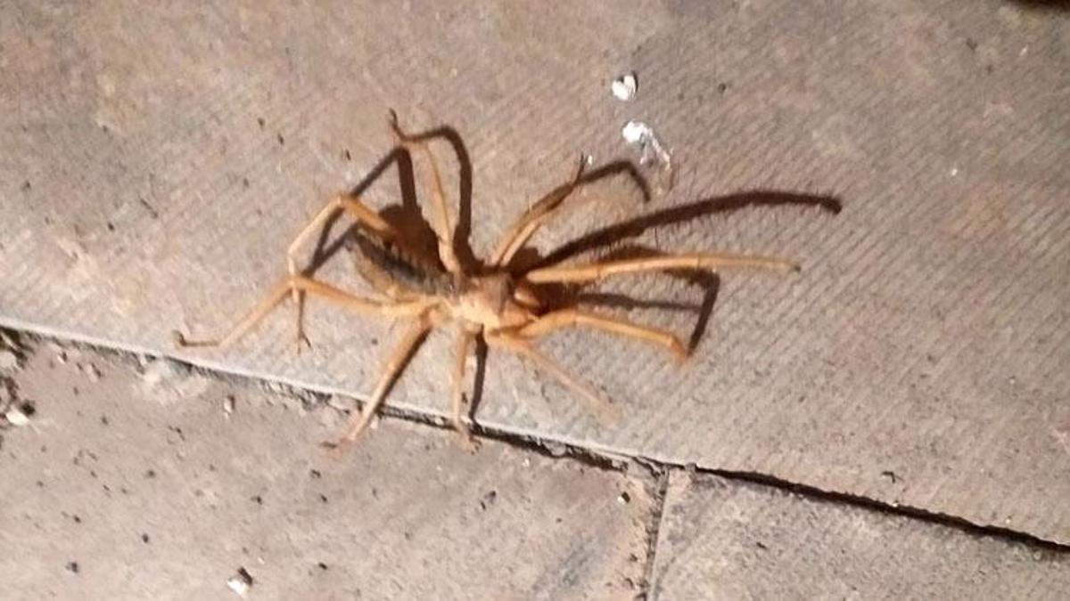 Sarıkız örümceği zehirli mi, sarıkız örümceği ısırığı öldürür mü? Böğü böceği (sarıkız böceği) nedir?