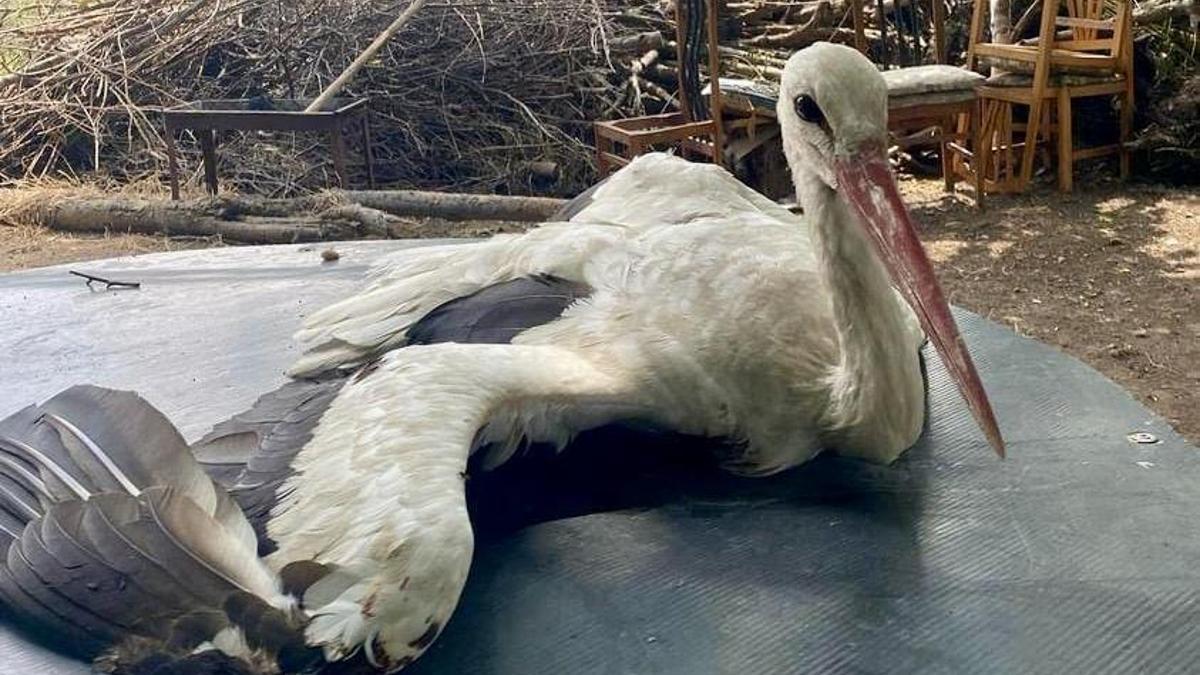 Osmaniye’de yaralı bulunan leylek tedaviye alındı