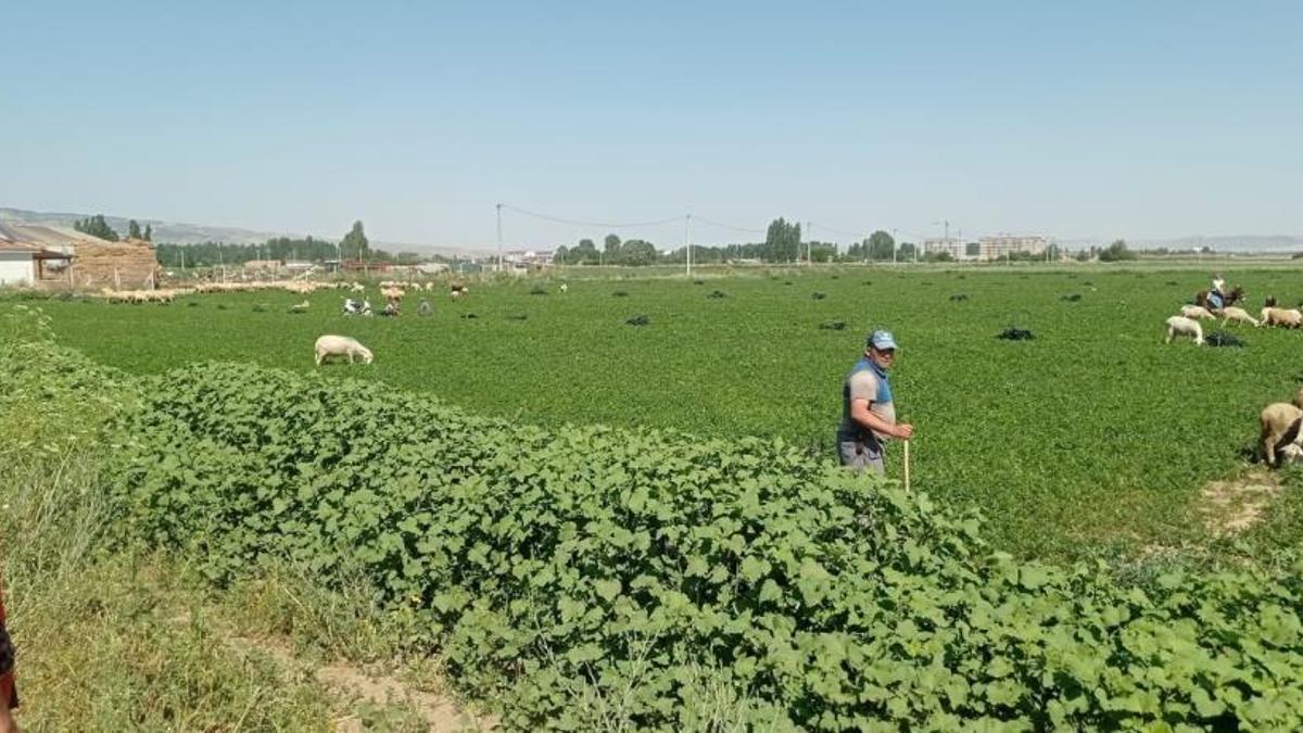 Yetiştirdiği maydonozları satamayan çiftçi koyunlara yedirdi