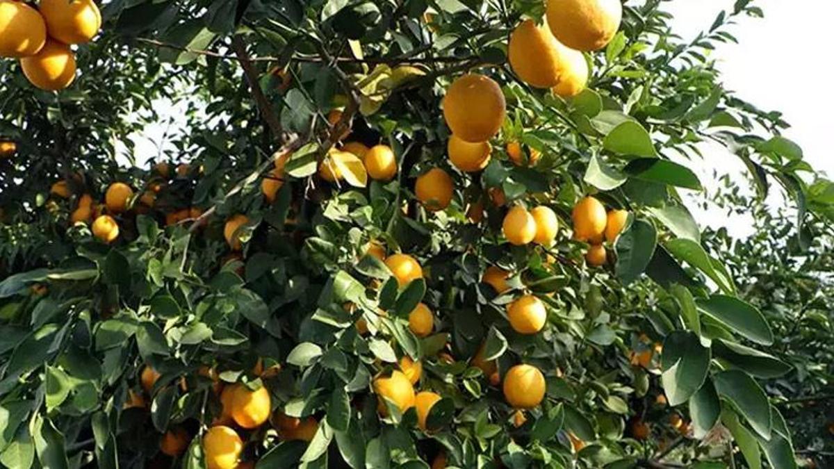 Limon nasıl 100 TL oldu? Dalda çürümüştü