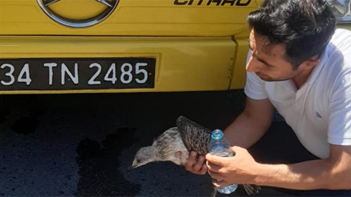 İETT Şoföründen örnek alınacak hareket! Yaralı martıyı veterinere götürdü