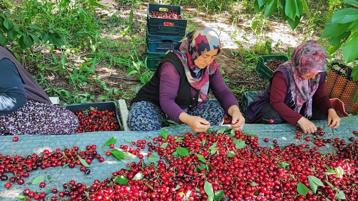 Çamardı'da kiraz hasadı başladı
