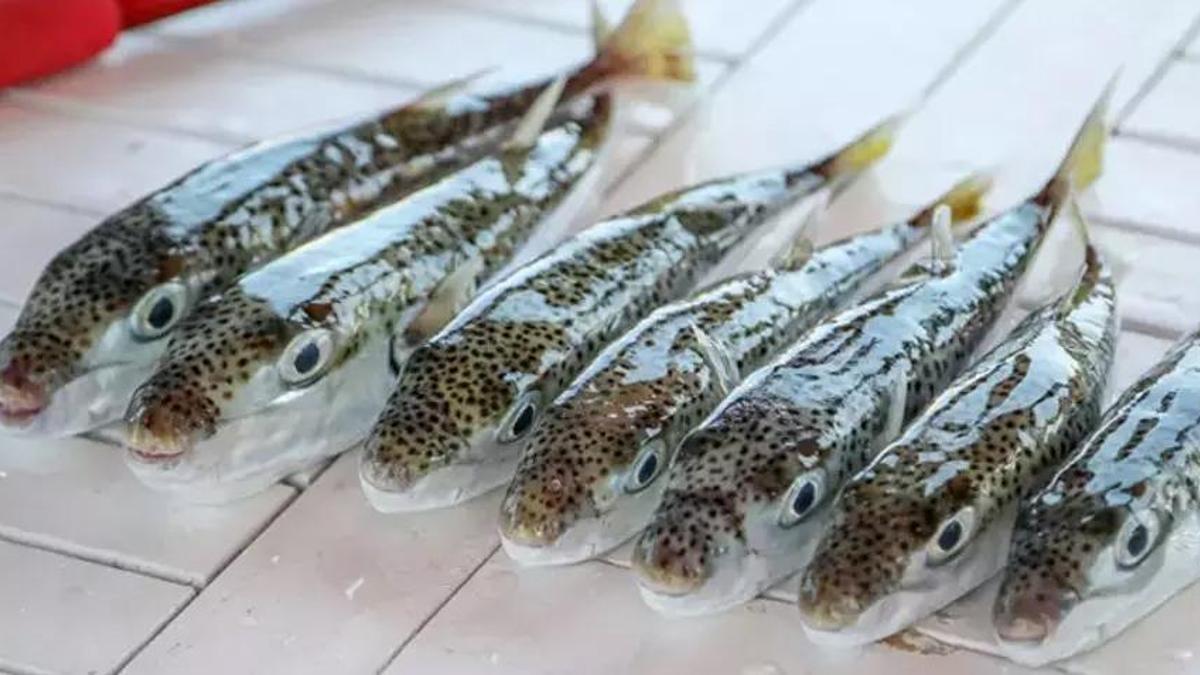 İstilacı balon balığını yakalayanlara ödül Her adedi için 10 lira ödeme gerçekleştirilecek.