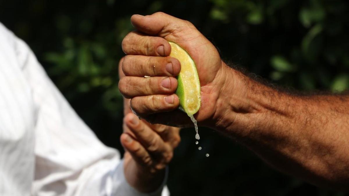 Erken hasat edilen Mayer limonların kalitesinde büyük risk