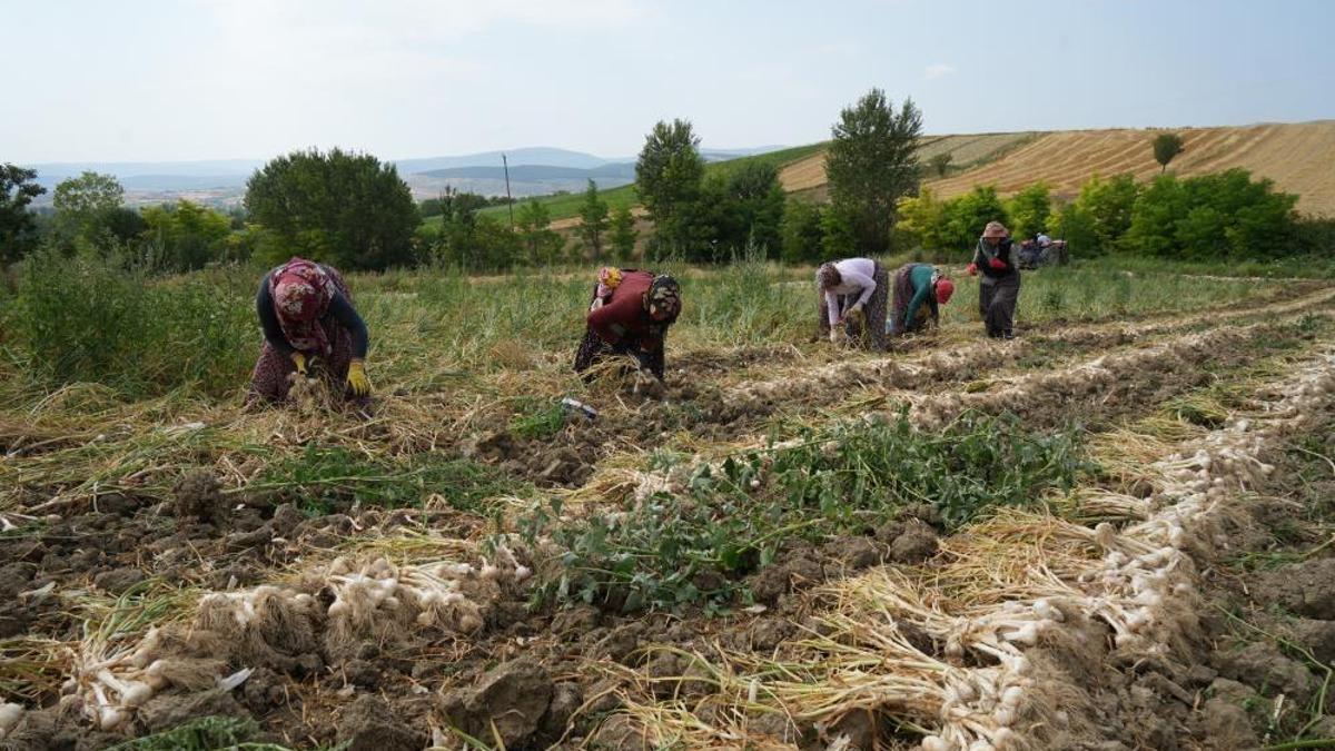 Avrupa Birliği tarafından tescillendi! Hasat devam ediyor, 40 ila 130 lira arasında satılıyor