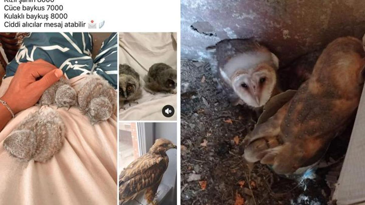 Sosyal medyada bukalmen, baykuş satanlara ceza!