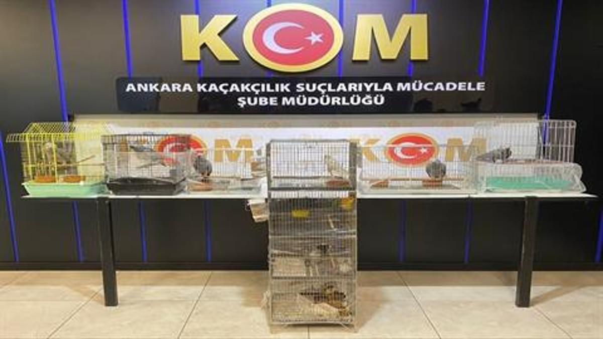 Ankara'da 12 nesli tükenme tehlikesi altında olan papağan yakalandı
