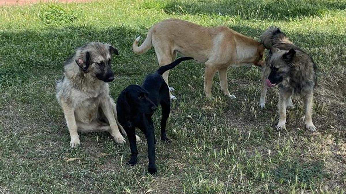 AK Parti'den sokak köpekleri teklifi: 17 maddelik teklif hazırladık!
