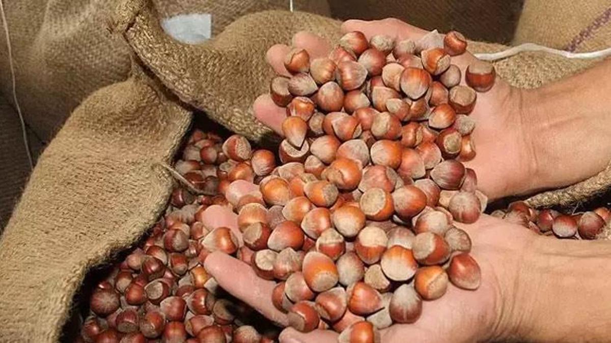 Ordu'da fındıkta taban fiyat beklentisi 160 TL