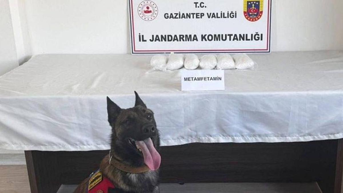 Gaziantep'te 5 kilo metamfetamin ele geçirildi! Köpek timleri yakaladı
