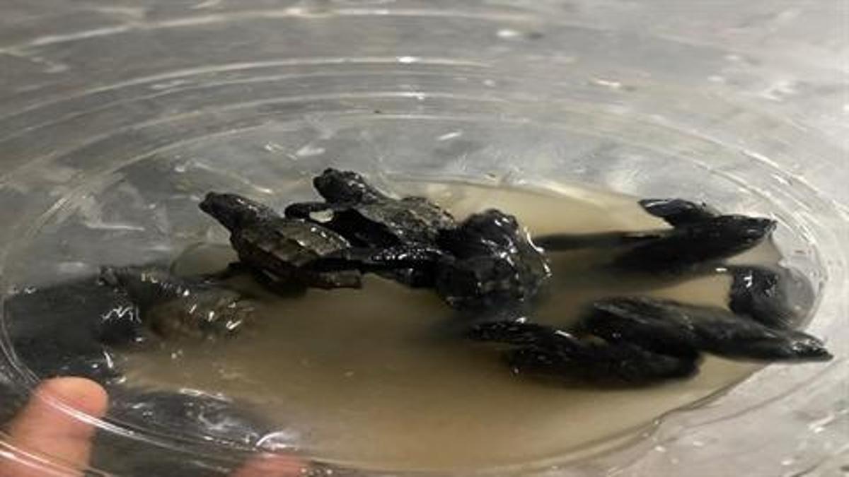 Adana Yumurtalık sahilinde bulunan caretta caretta yavruları koruma altına alındı