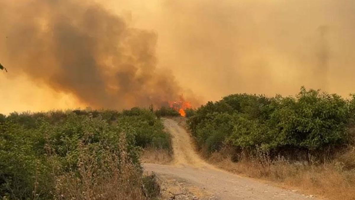 Balıkesir’in Altıeylül ilçesinde orman yangını çıktı