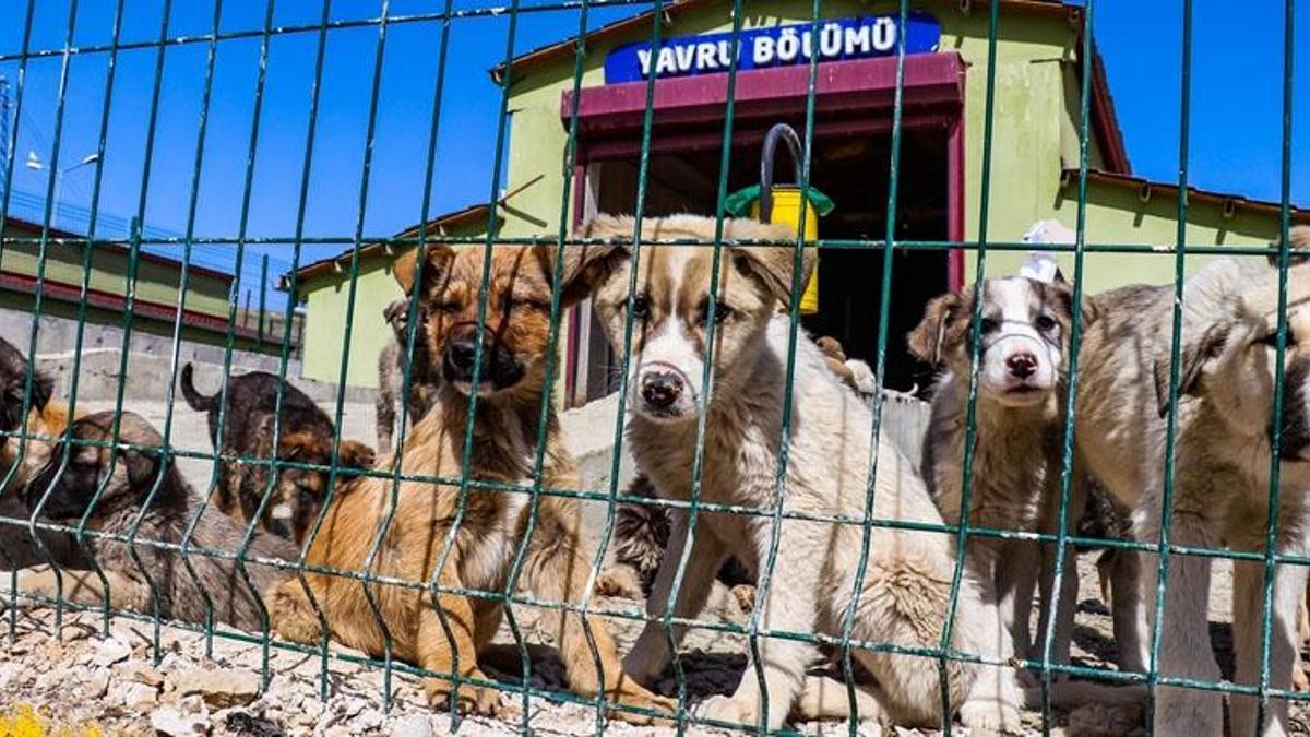 Sokak hayvanları yasası ilk 3 maddesi nedir? Sokak hayvanları yasası 17 madde