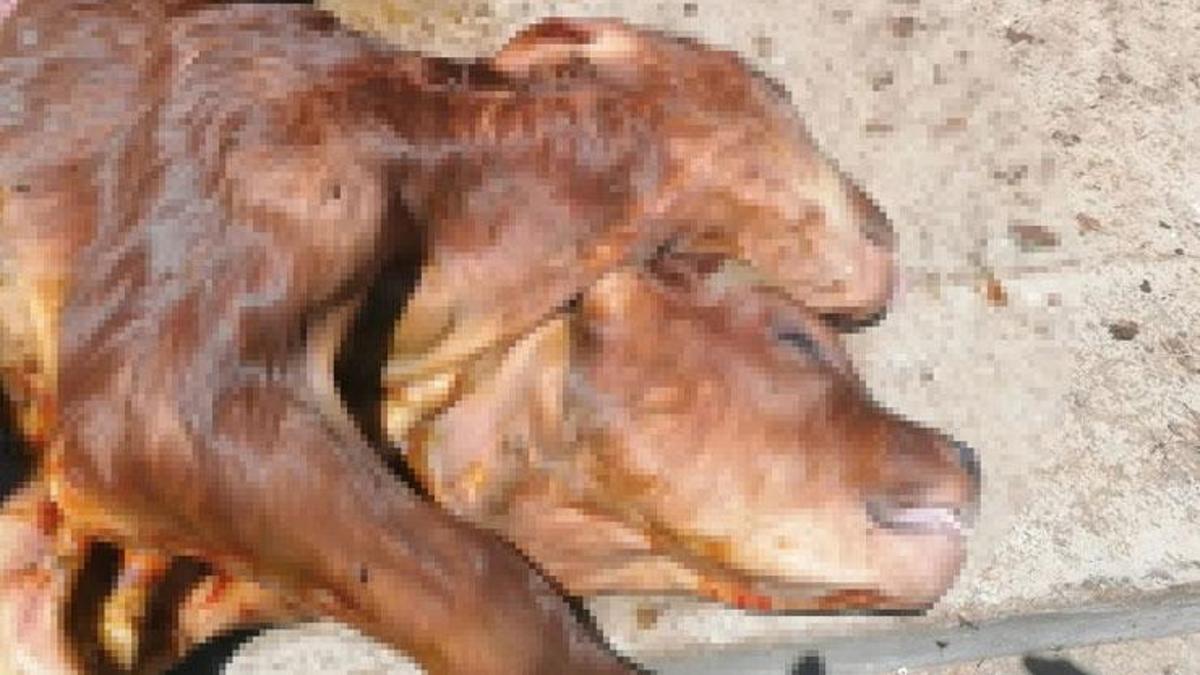 Kastamonu'da şaşkınlık veren olay! Çift başlı buzağı ölü doğdu
