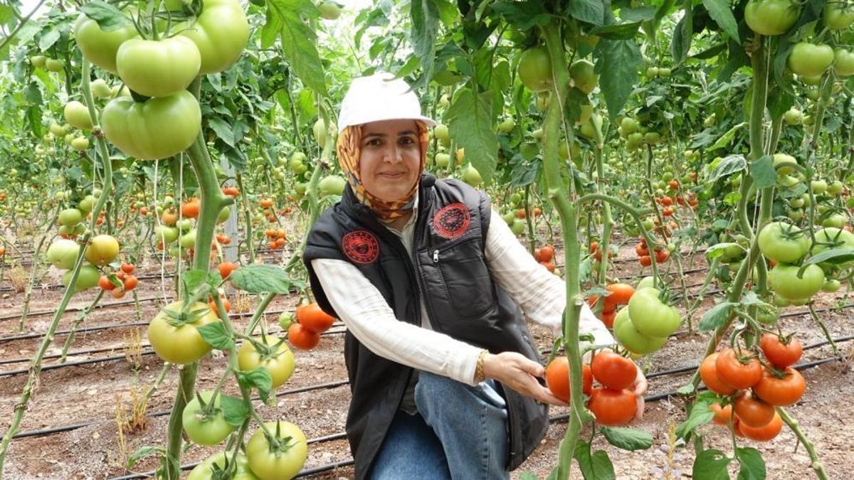 Gaziantep'te seralara kadın eli değdi: 14 kadın eğitim aldıkları serada üretime başladı