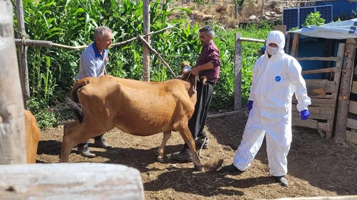 Adana'nın Feke ilçesinde şarbon hastalığı tespit edildi
