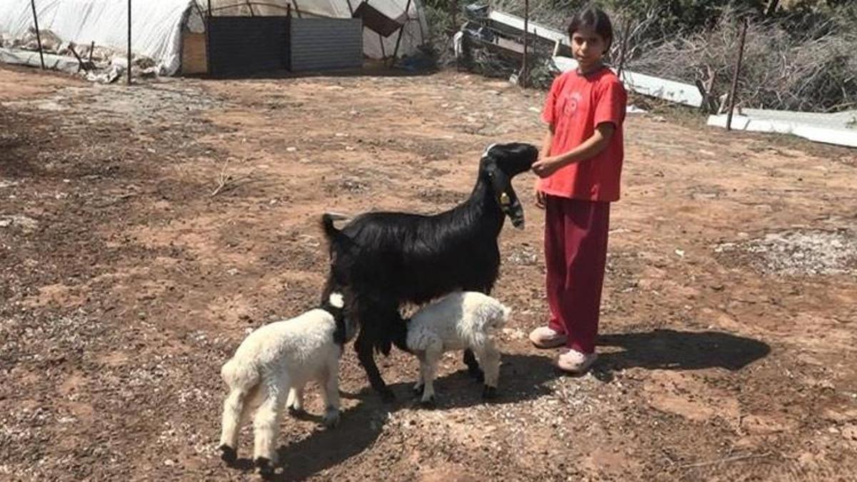 Gaziantep'de ikiz kuzulara keçi annelik yapıyor