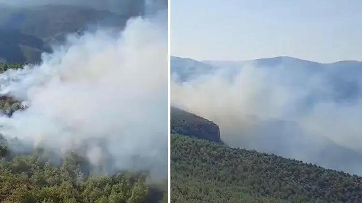 Muğla Milas'ta orman yangını! Havadan ve karadan müdahale ediliyor