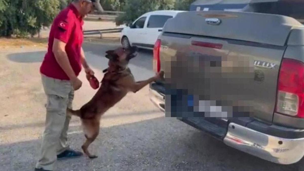 Adana'da dedektör köpeği 'Oscar' 52 kilo 300 gram skunk buldu